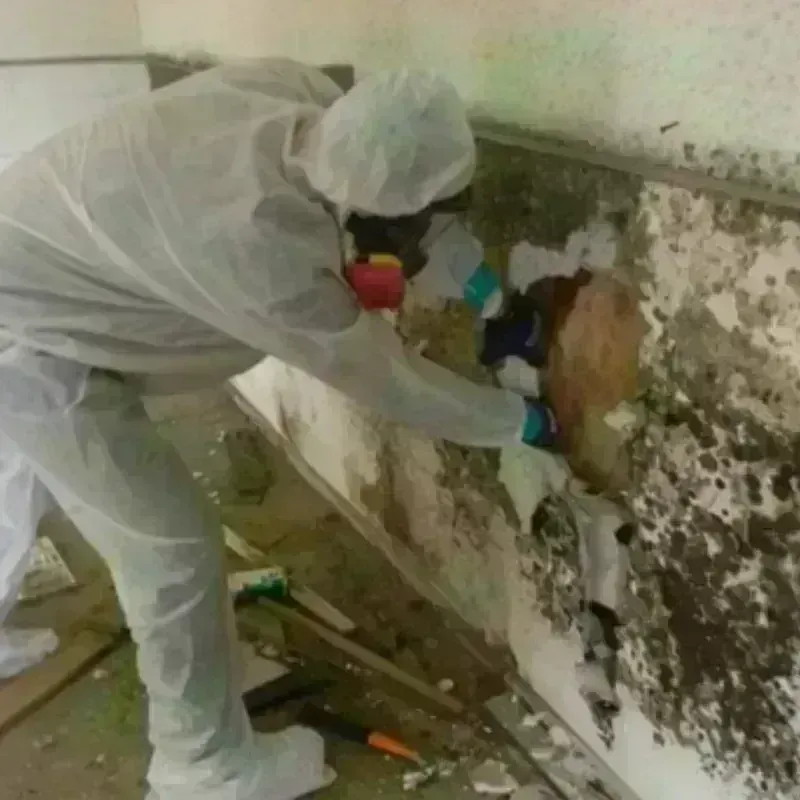 Mold Remediation and Removal in Estancias de Florida, PR